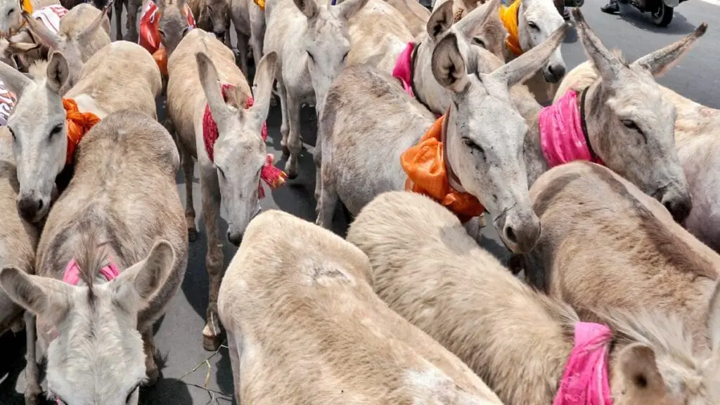 Donkey Milk scam
