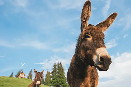 Donkey Milk scam